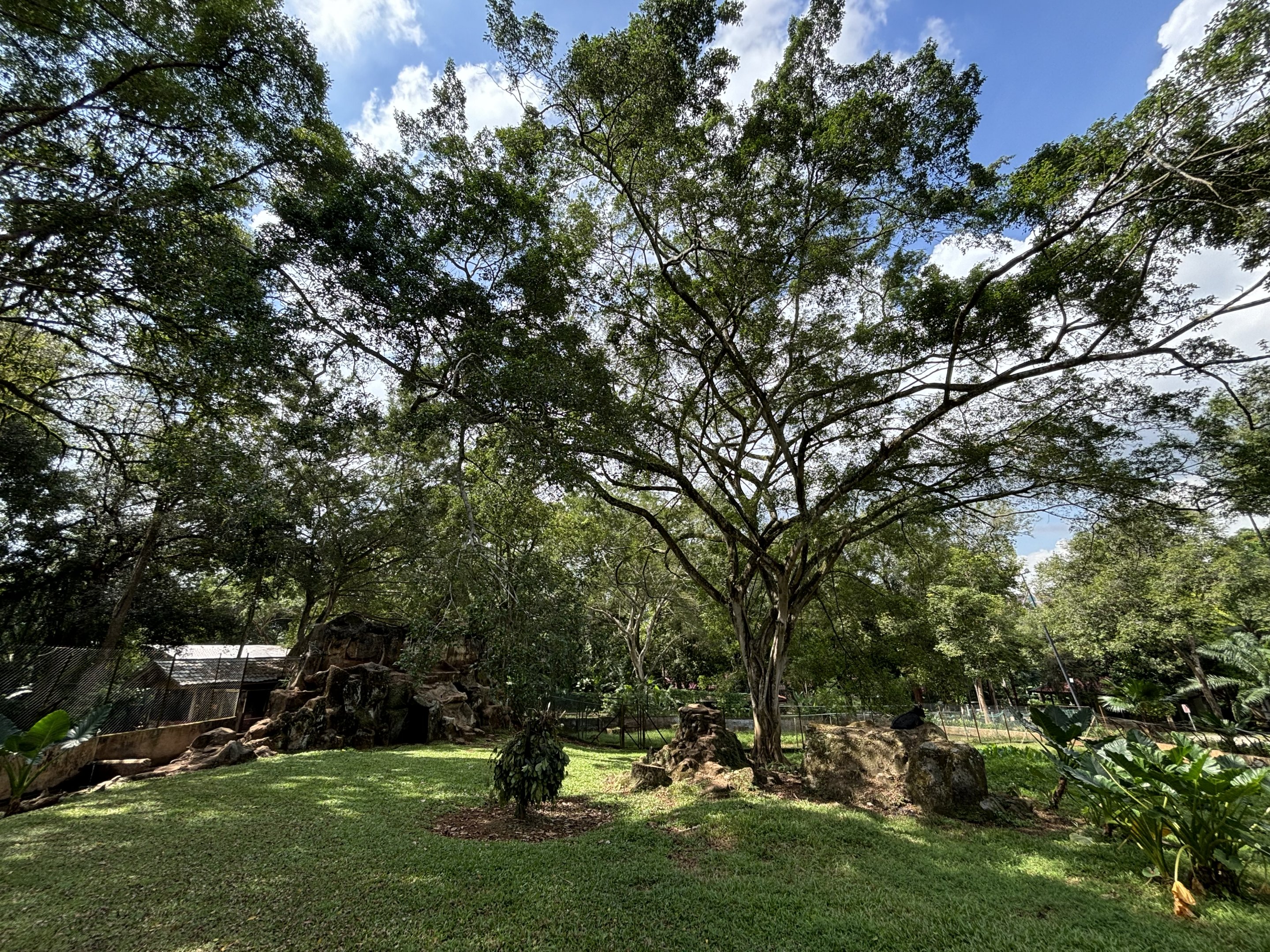 Mainland Serow Exhibit