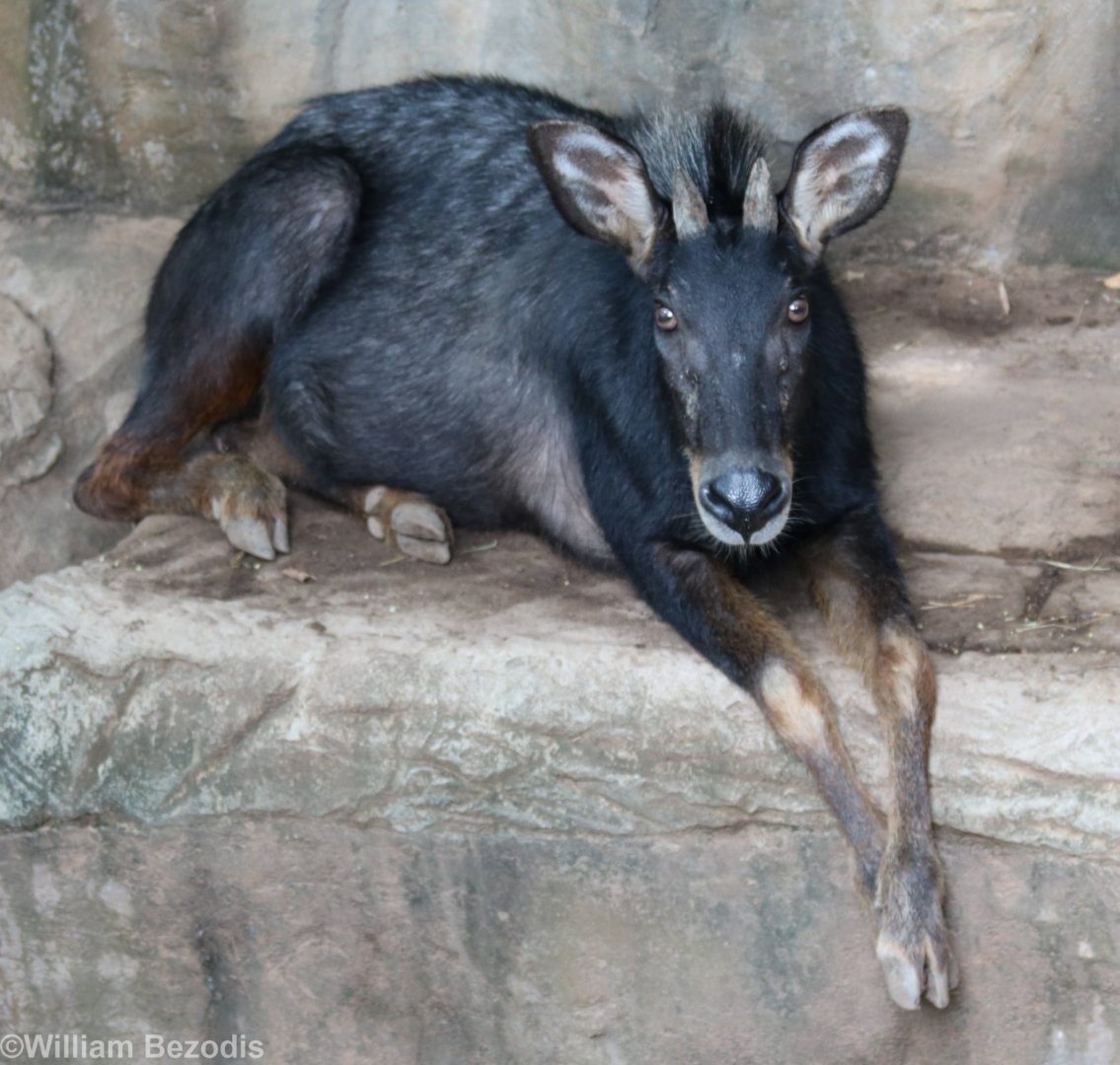 Mainland Serow