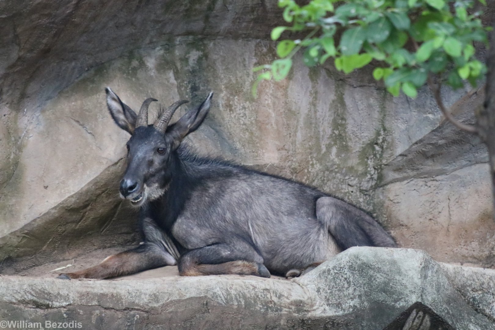 Mainland Serow