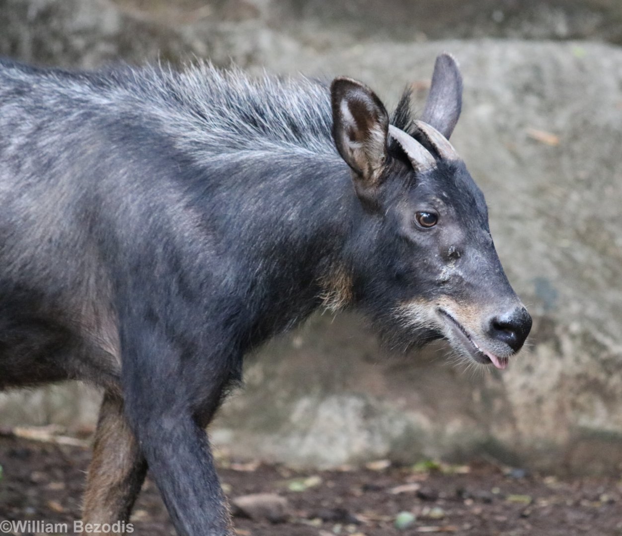 Mainland Serow