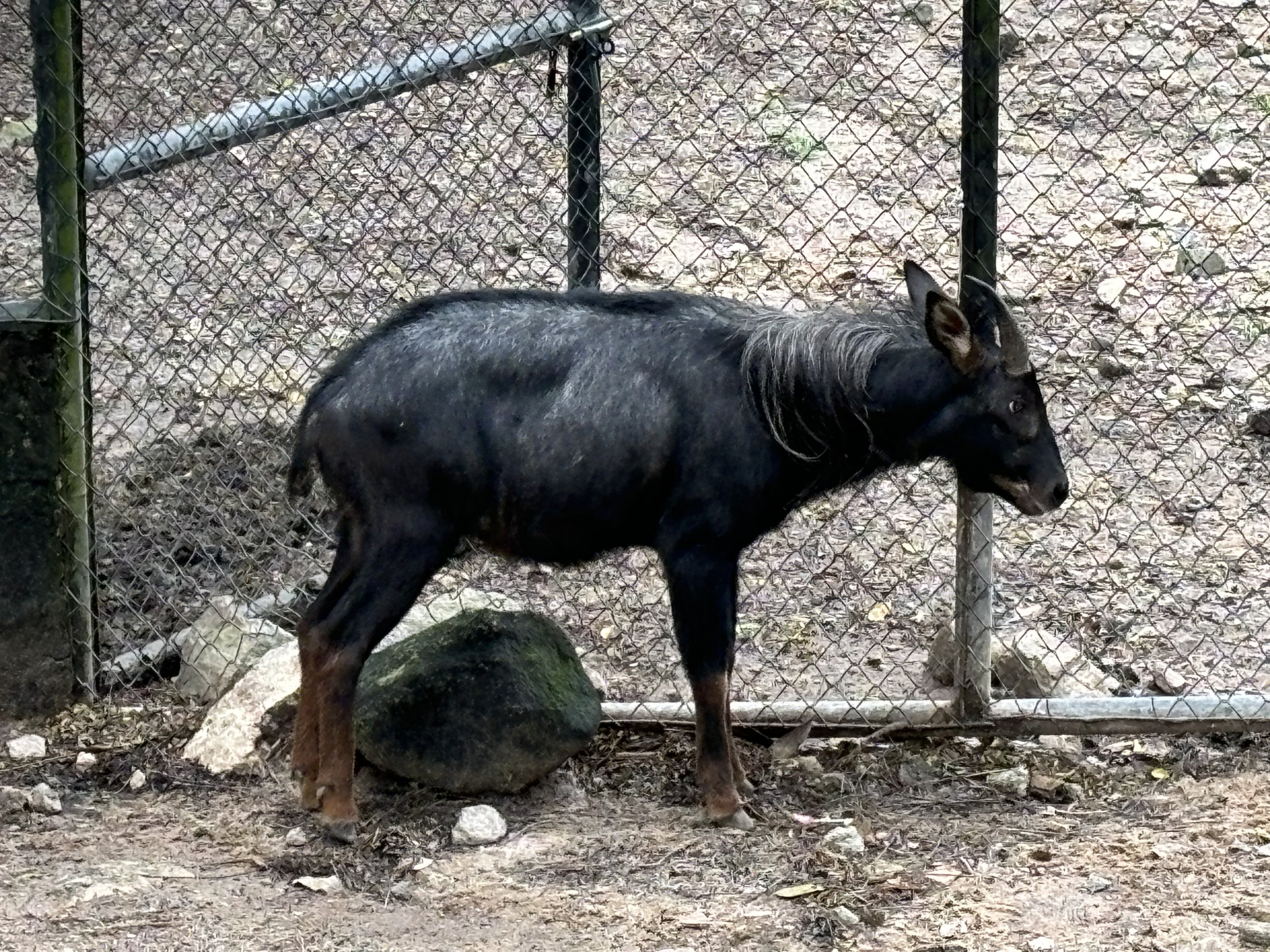 Mainland Serow