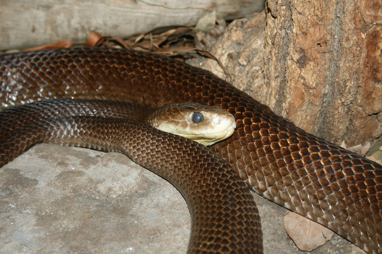 Mainland Taipan. Taronga Zoo. 8/4/2008