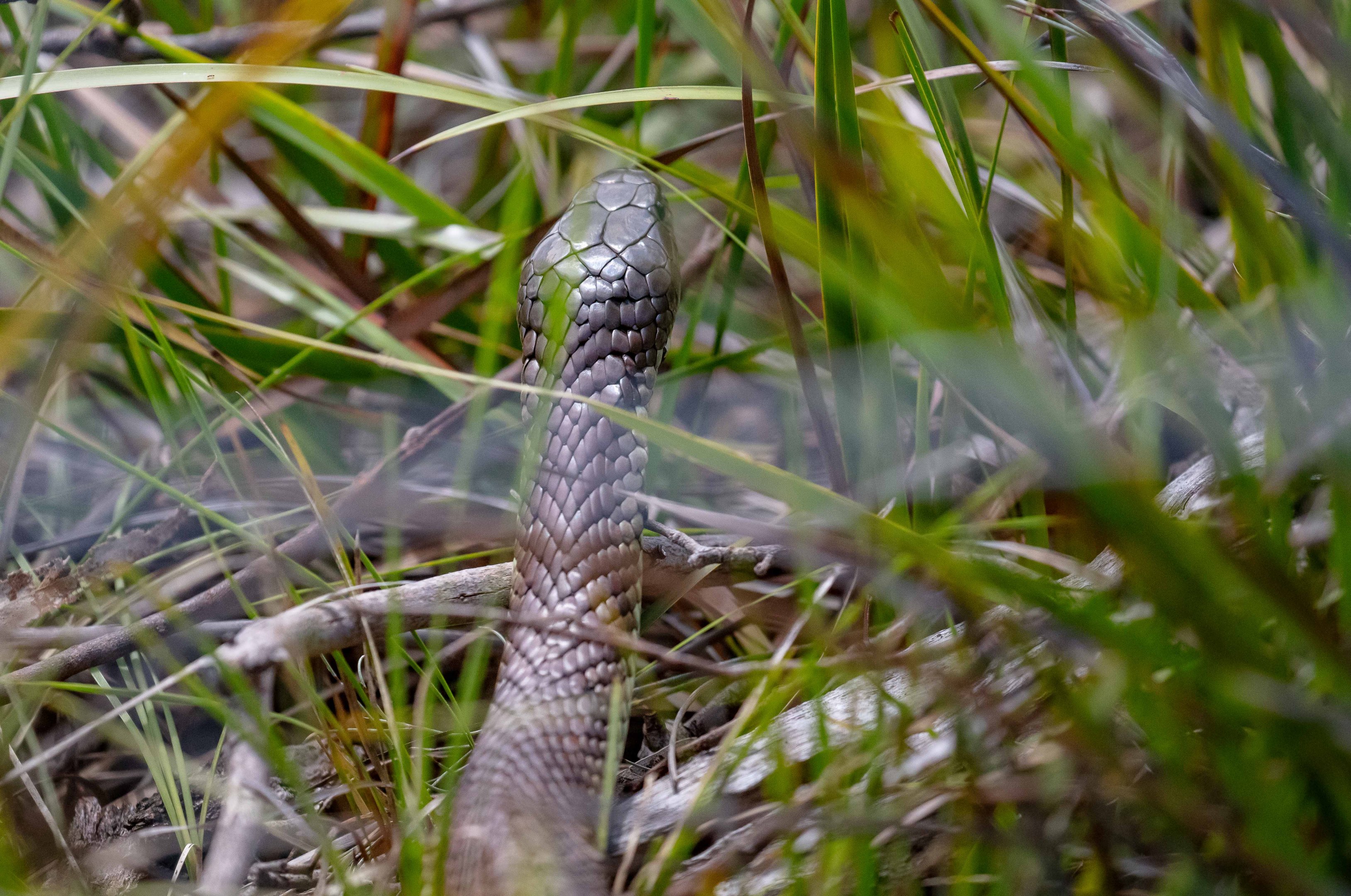 Mainland Tiger Snake