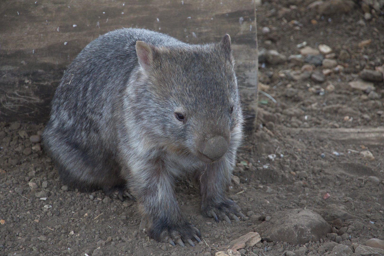 Mainland Wombat / Hamerton / 1-5-19