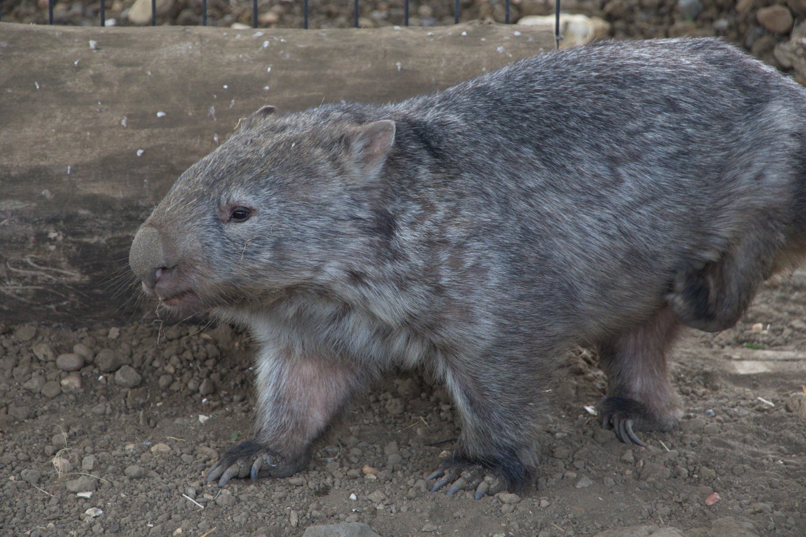 Mainland Wombat / Hamerton / 1-5-19