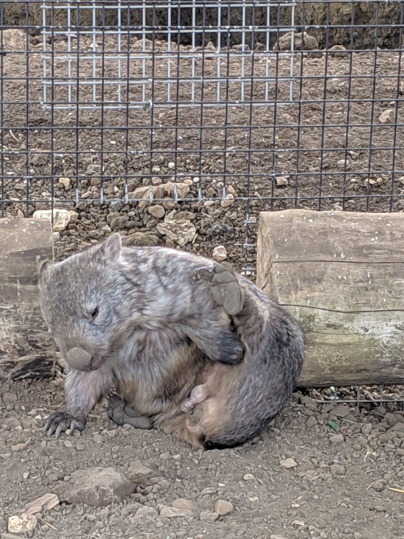 Mainland Wombat / Hamerton / 1-5-19