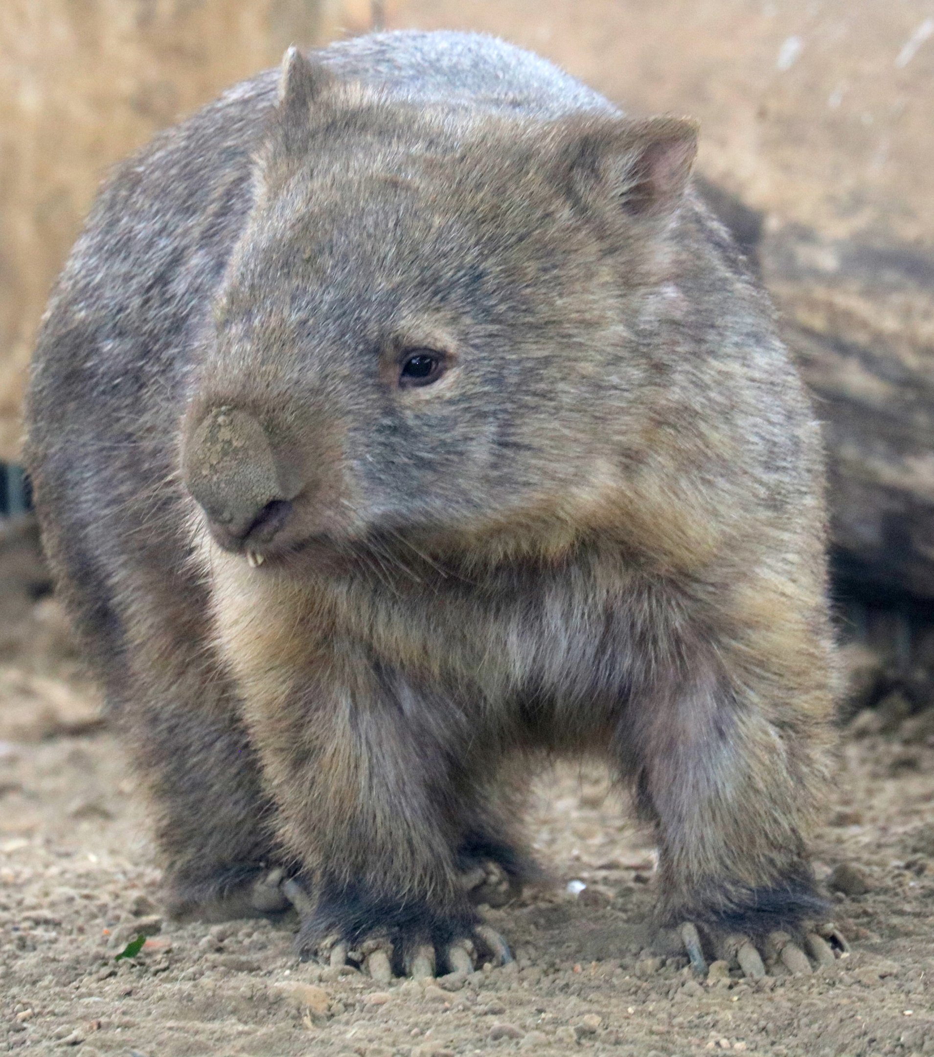 Mainland wombat; Hamerton; 3rd August 2019