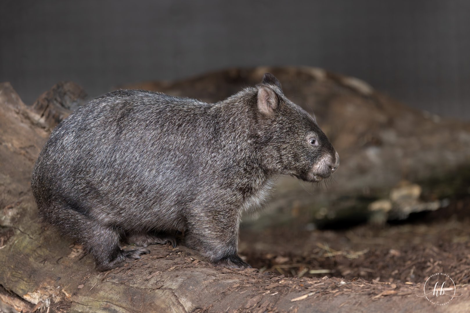 Mainland Wombat Juvenile (m) / Hamerton / 8-3-24