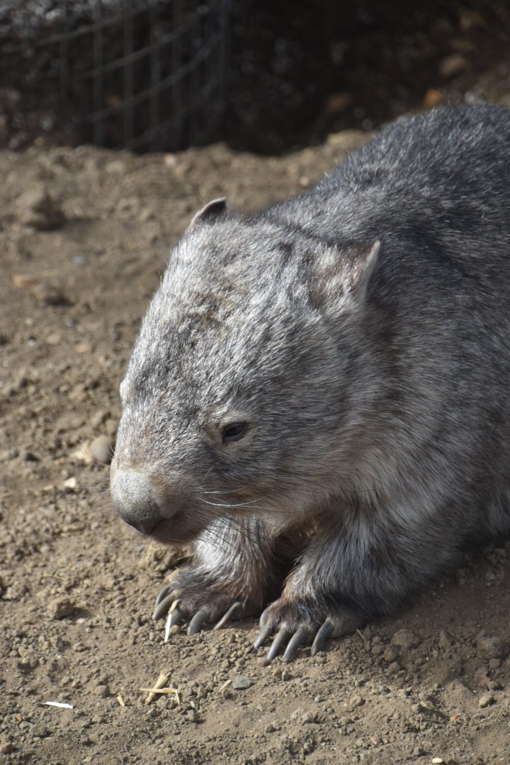 Mainland wombat, Vombatus ursinus (14/03)