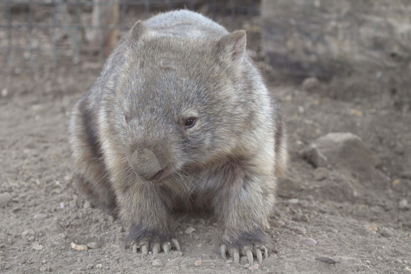 Mainland Wombat
