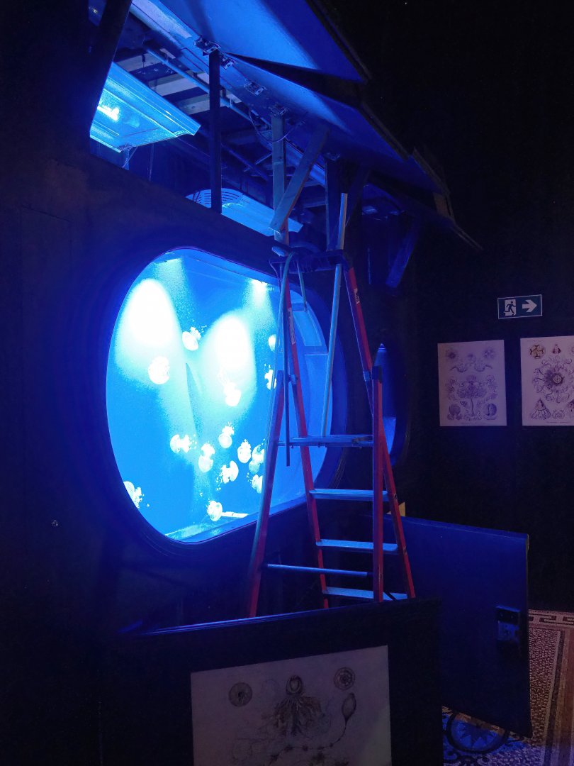 Maintenance of jellyfish tank, 2023-10-13