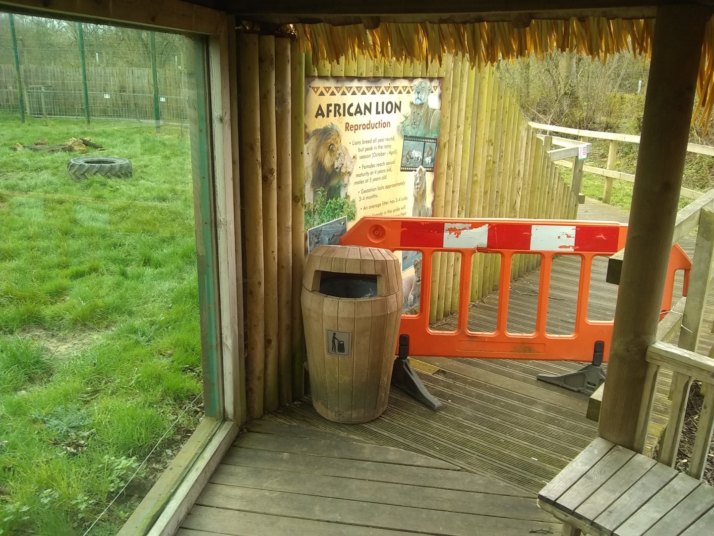 maitenance around lions