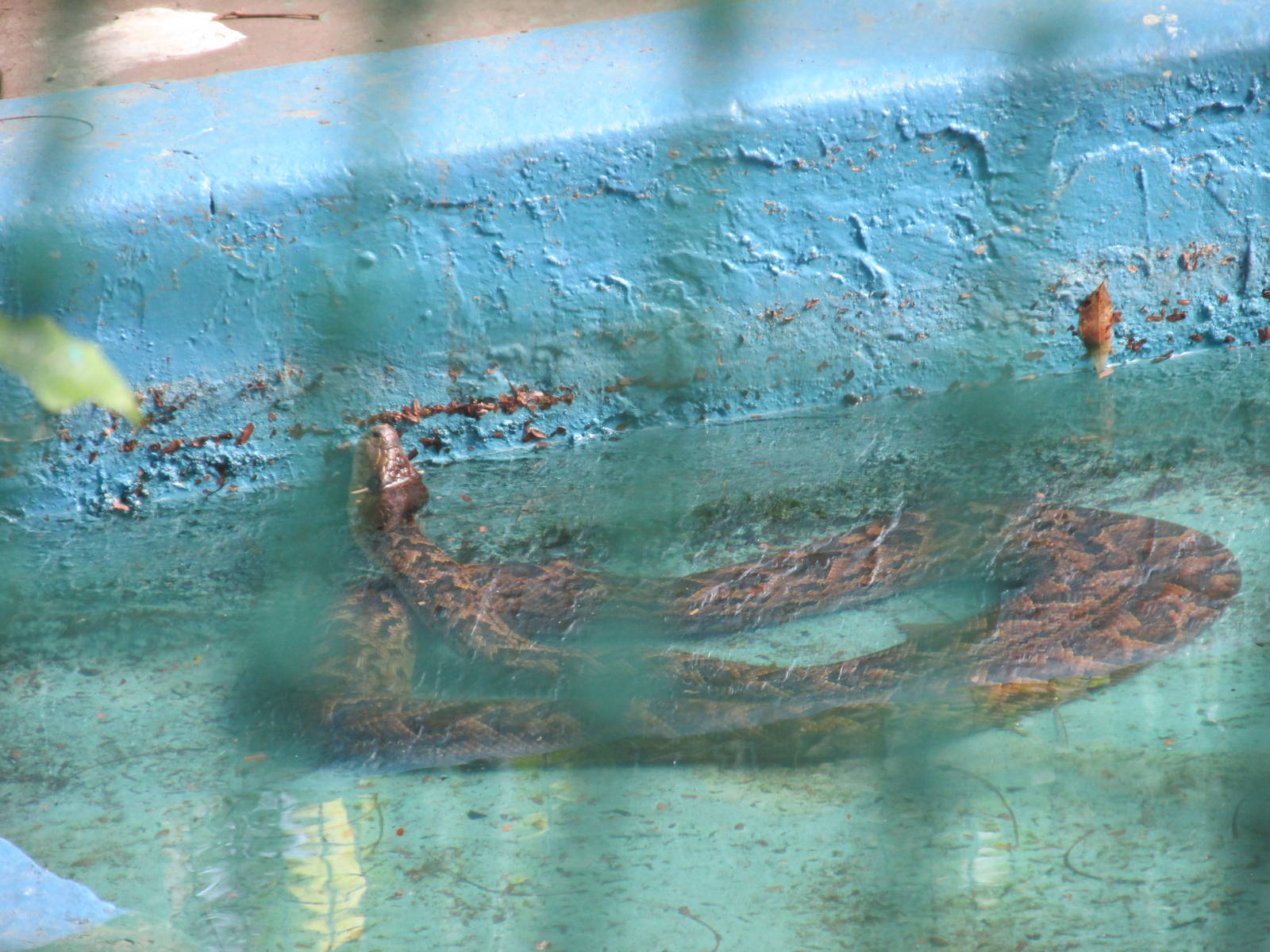 maja de santa maria or cuban boa havana zoo