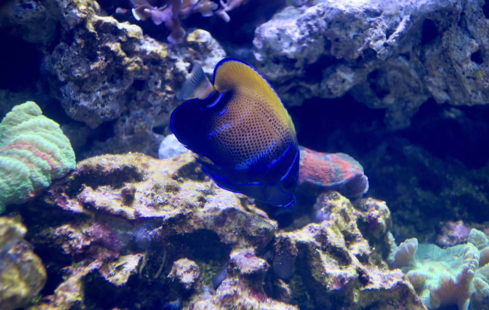 Majestic Angelfish (Pomacanthus navarchus) transition phase