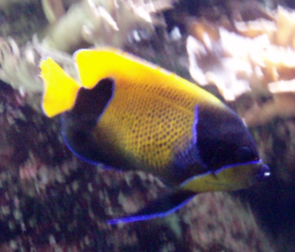 Majestic Angelfish (Pomacanthus navarchus)