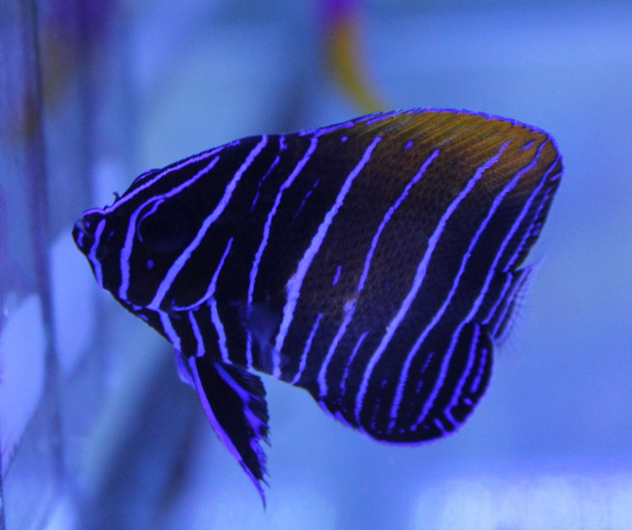 Majestic angelfish - Pomacanthus navarchus
