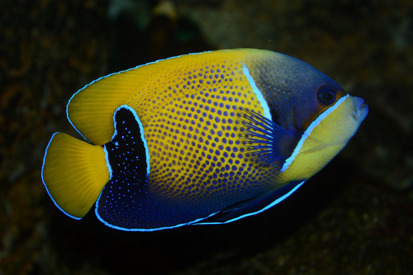 Majestic angelfish (Pomacanthus navarchus)