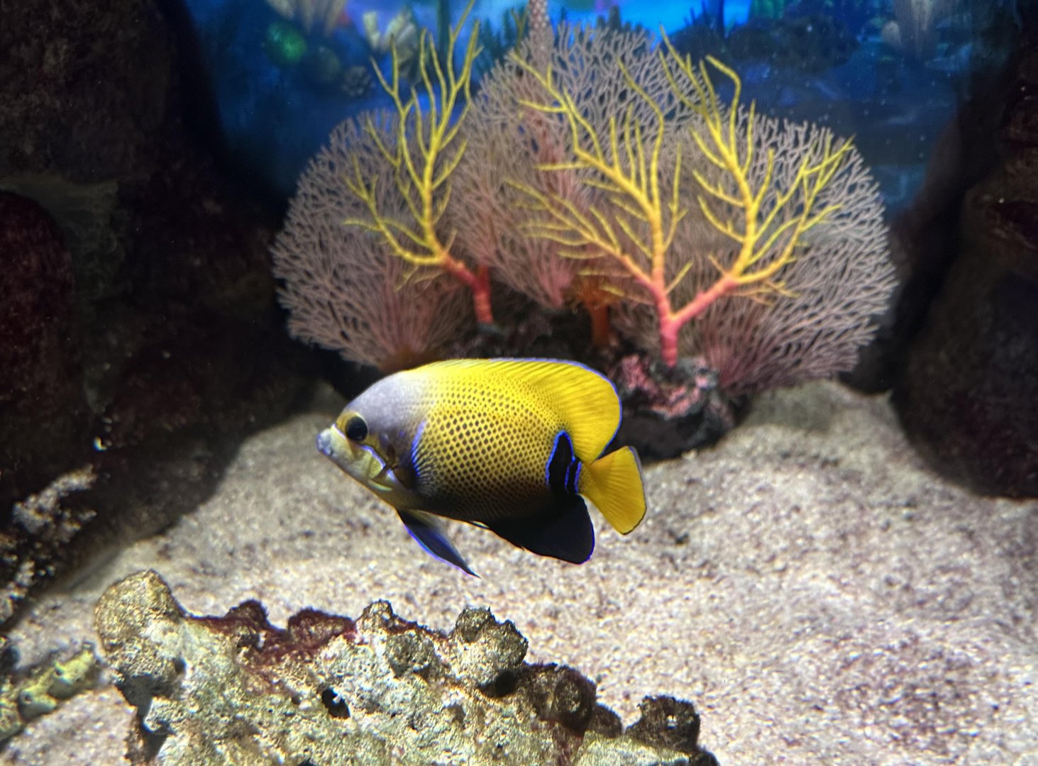 Majestic angelfish (Pomacanthus navarchus)