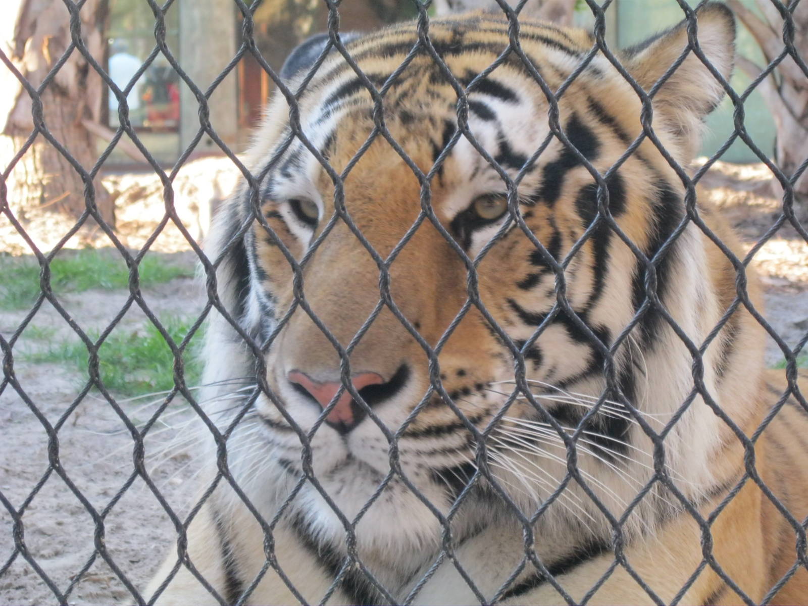 Majestic Bengal Tiger