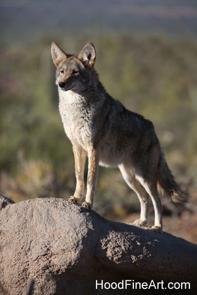 majestic coyote