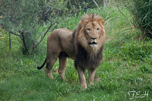 majestic lion portrait