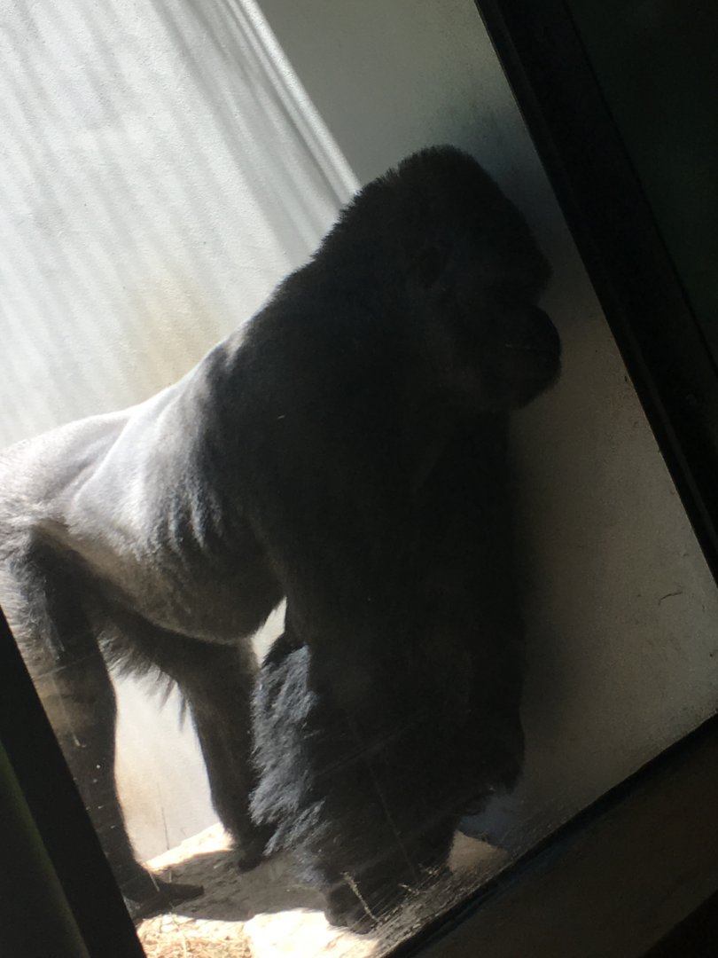 Maji Maji | Milwaukee County Zoo