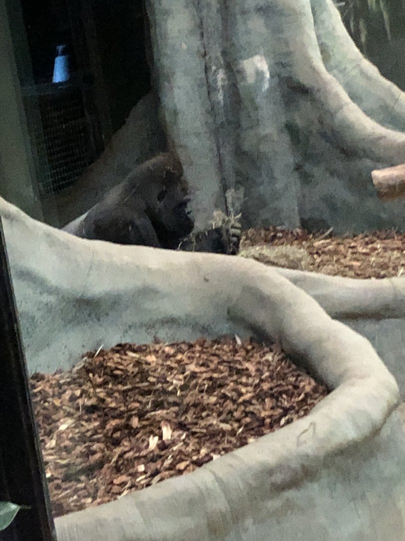 "Maji Maji" the Western Lowland Gorilla