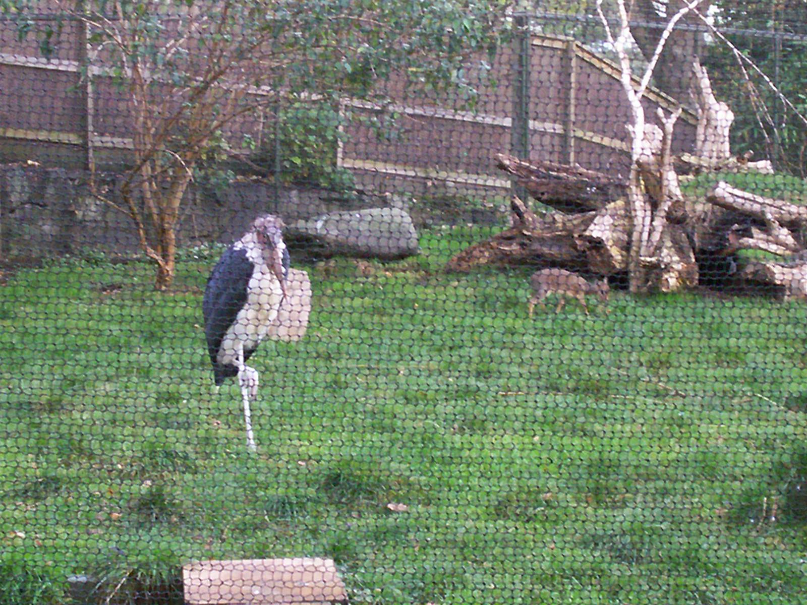 Maji mzuri African aviary at Edinburgh zoo