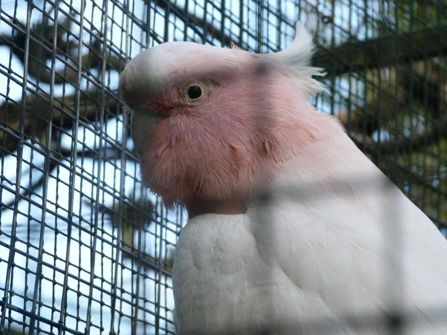 Major Michell's cockatoo -Zoo de Santillana del Mar (2024)