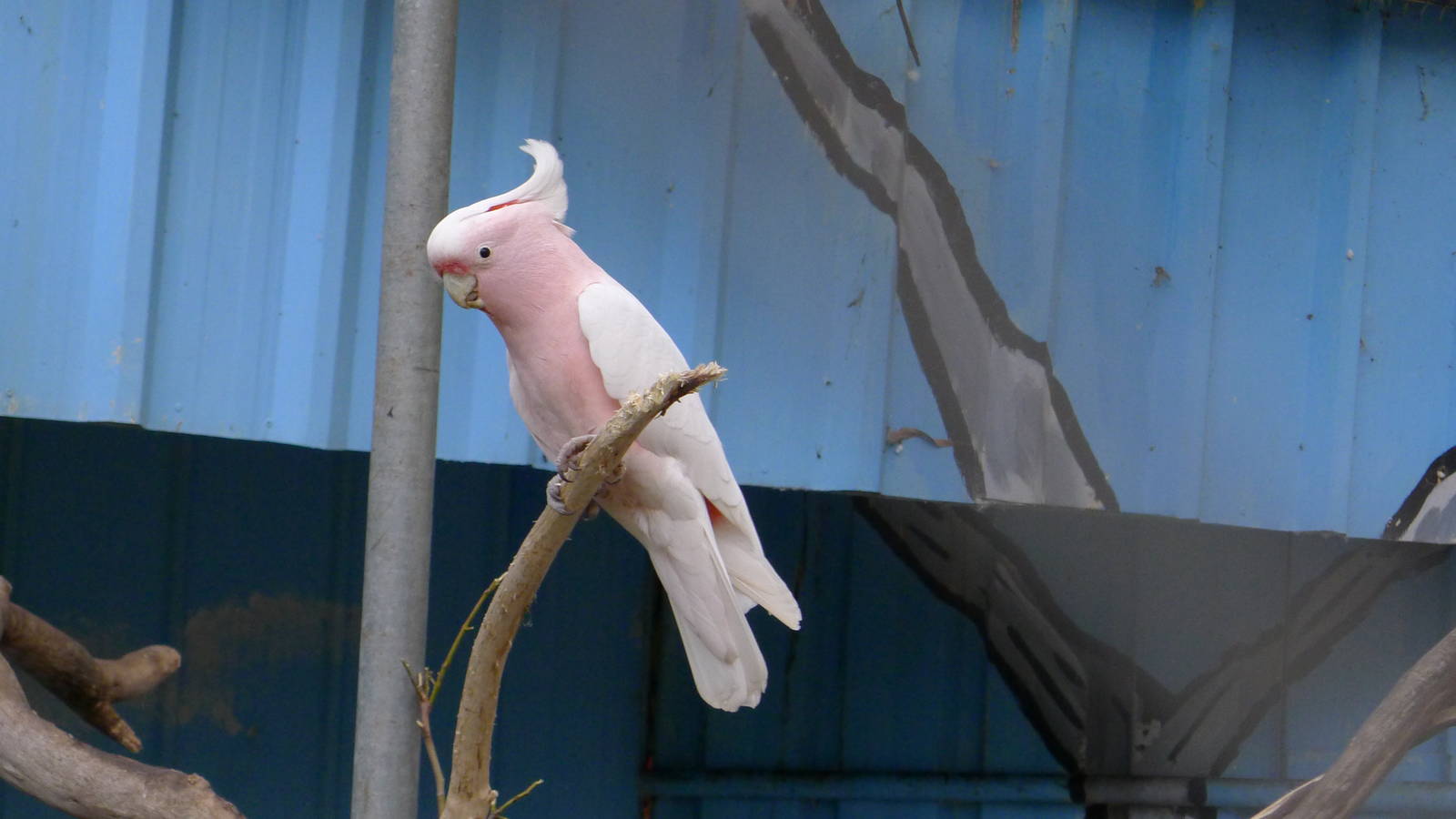 Major Mitchel Cockatoo