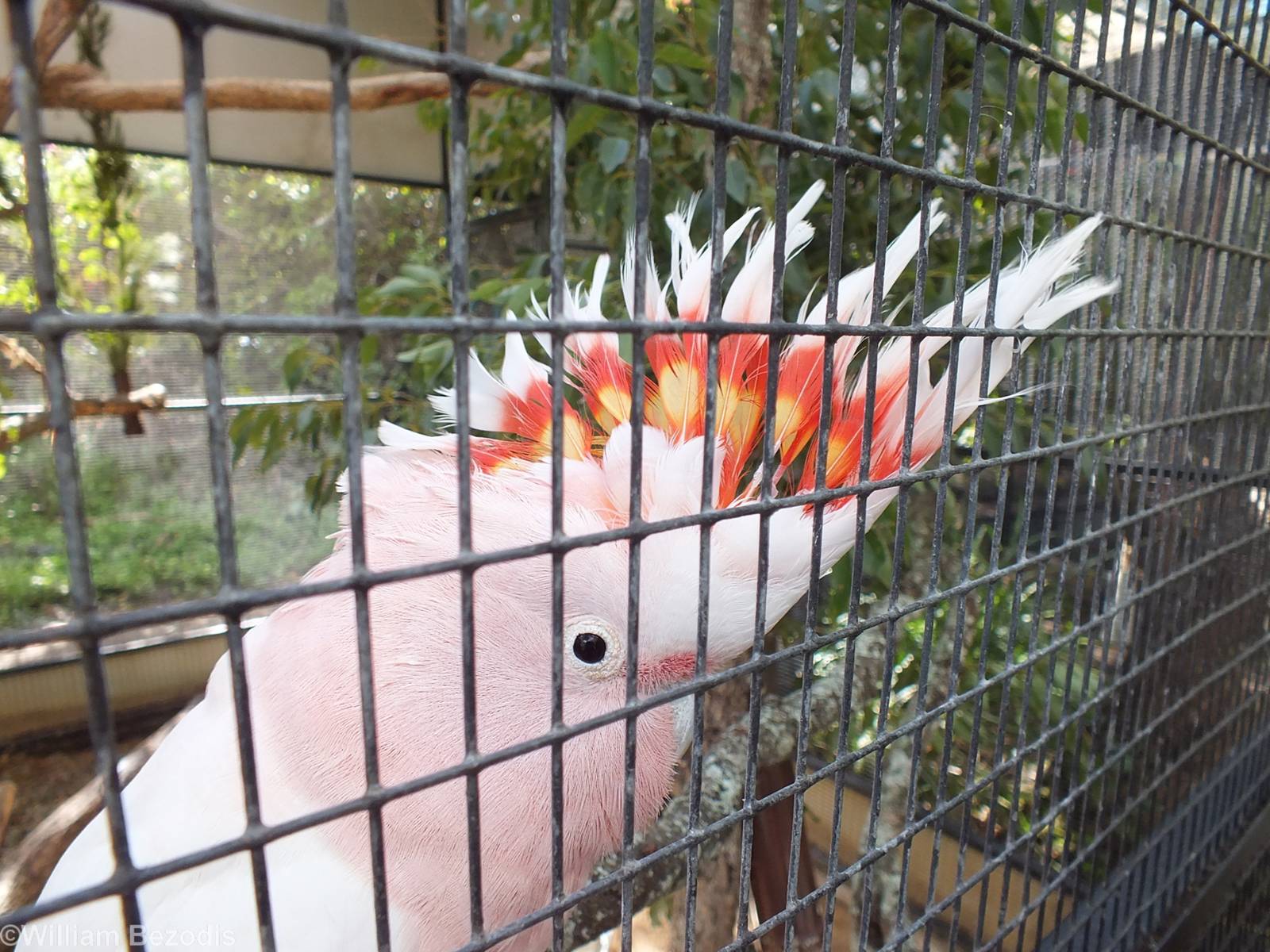 Major Mitchell Cockatoo Crest