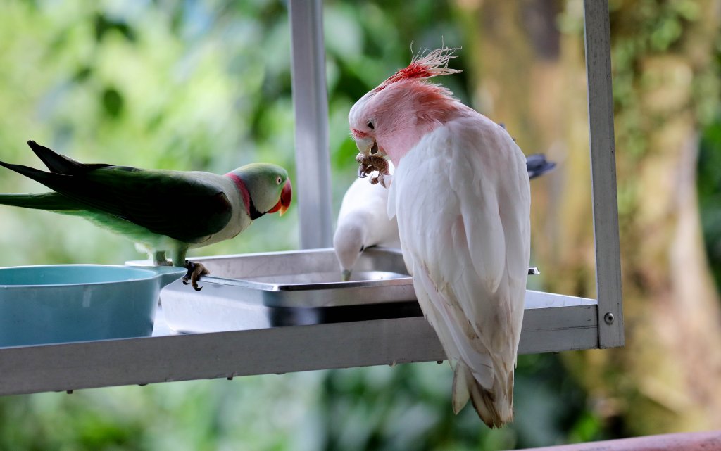 Major Mitchell Cockatoo