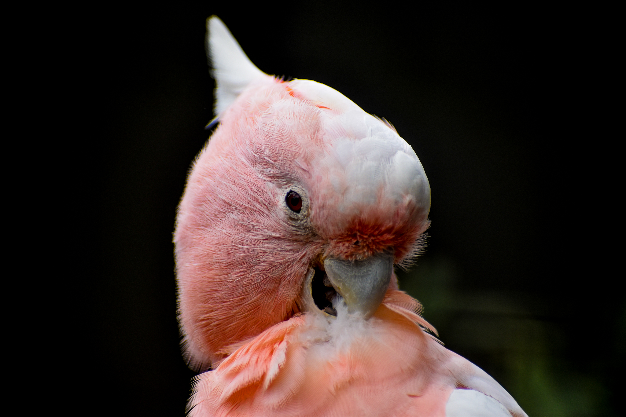 Major Mitchell Cockatoo