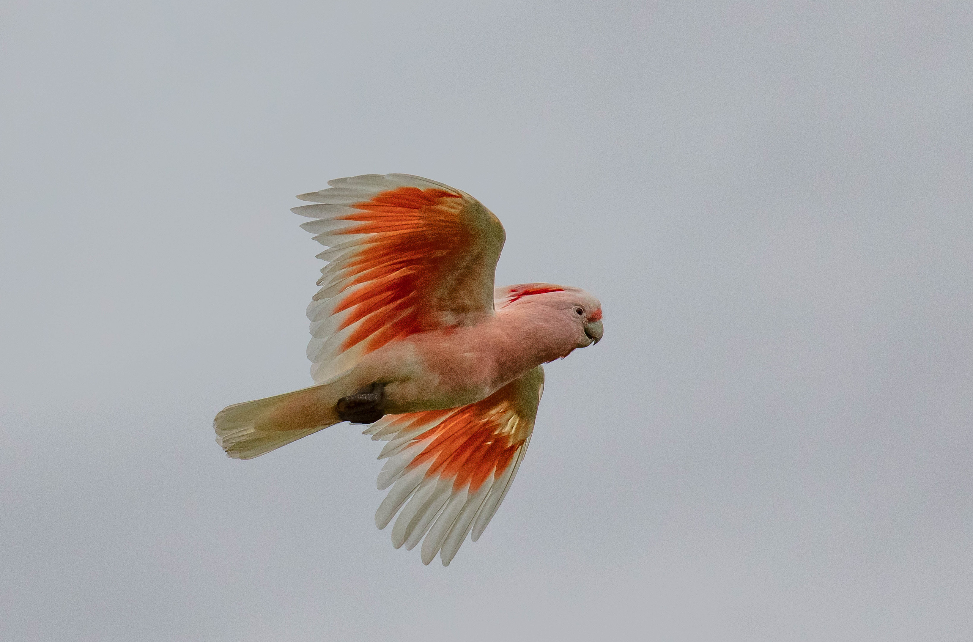 Major Mitchell Cockatoo