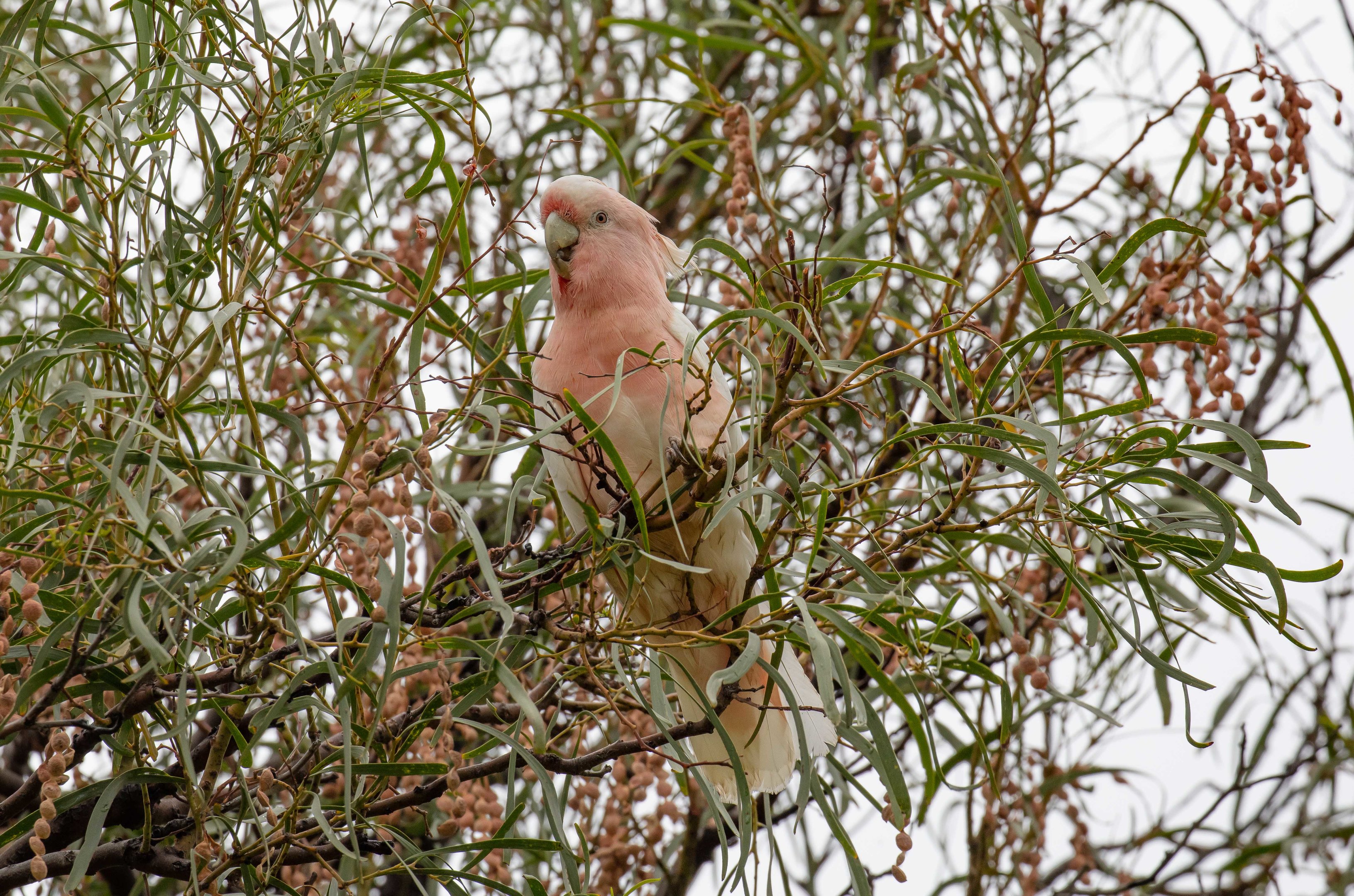 Major Mitchell Cockatoo