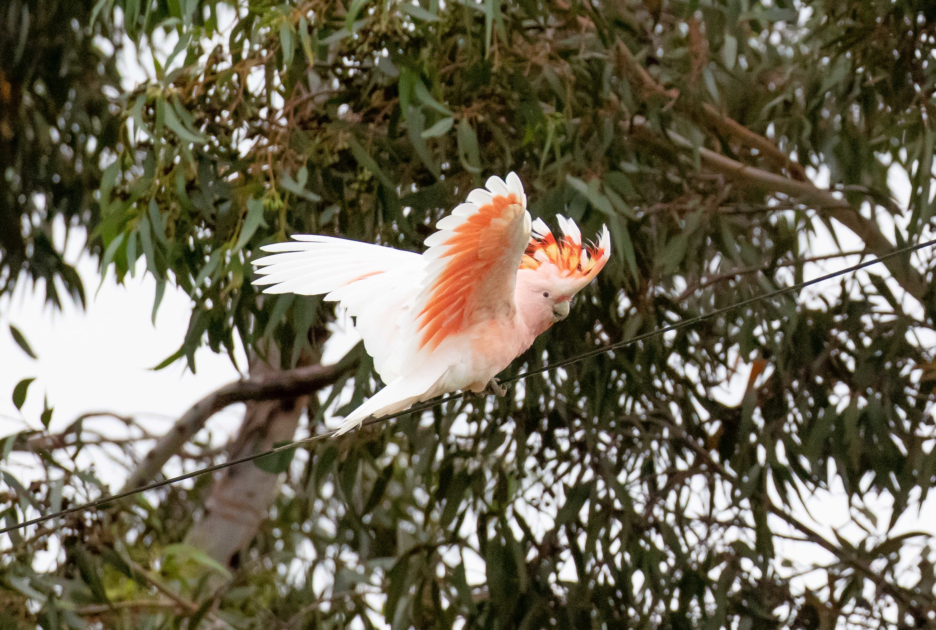 Major Mitchell Cockatoo
