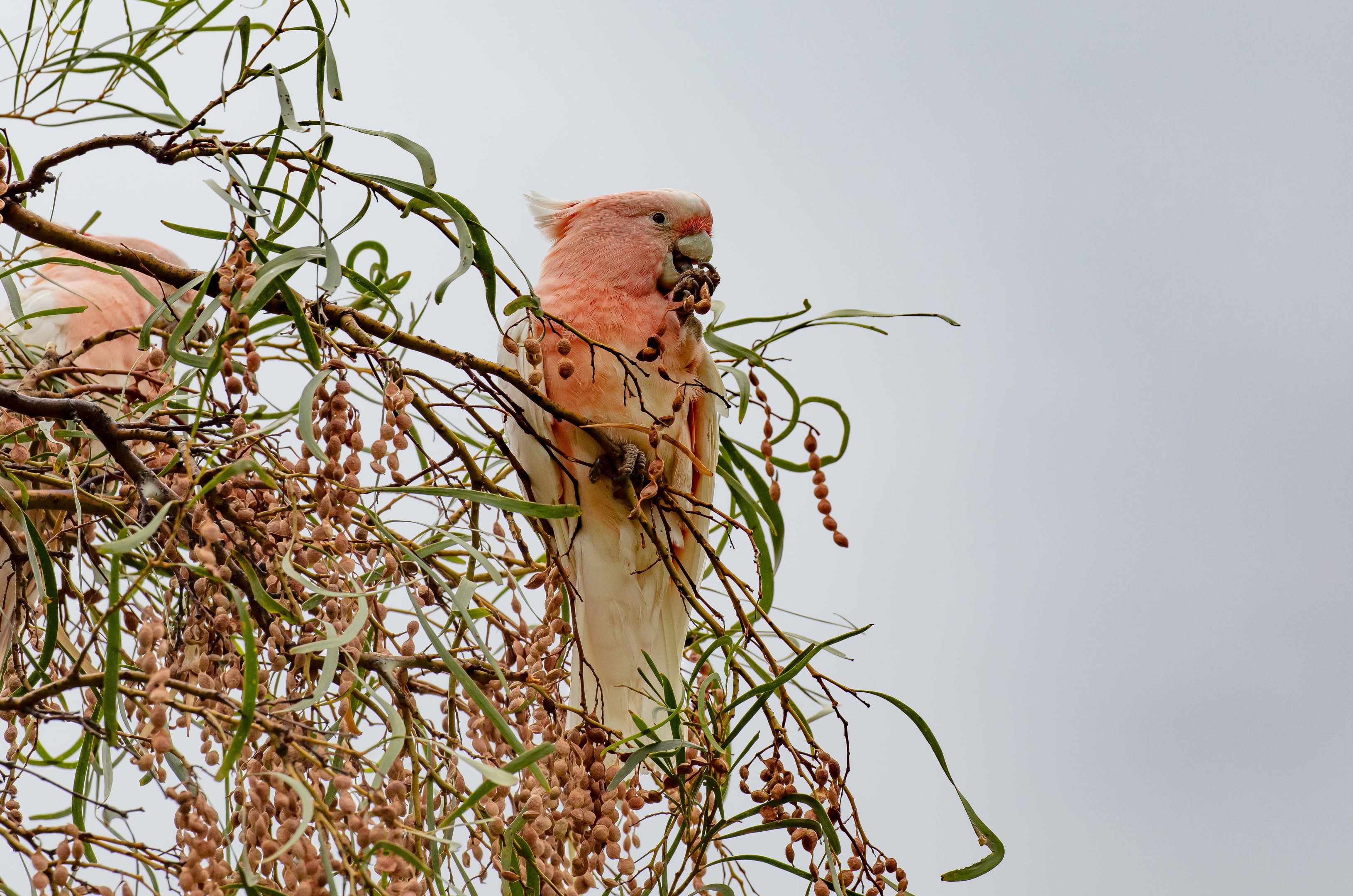 Major Mitchell Cockatoo