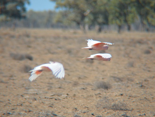 Major Mitchell cockatoos.