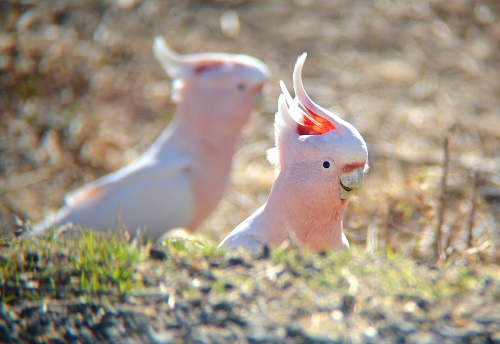 Major Mitchell cockatoos.