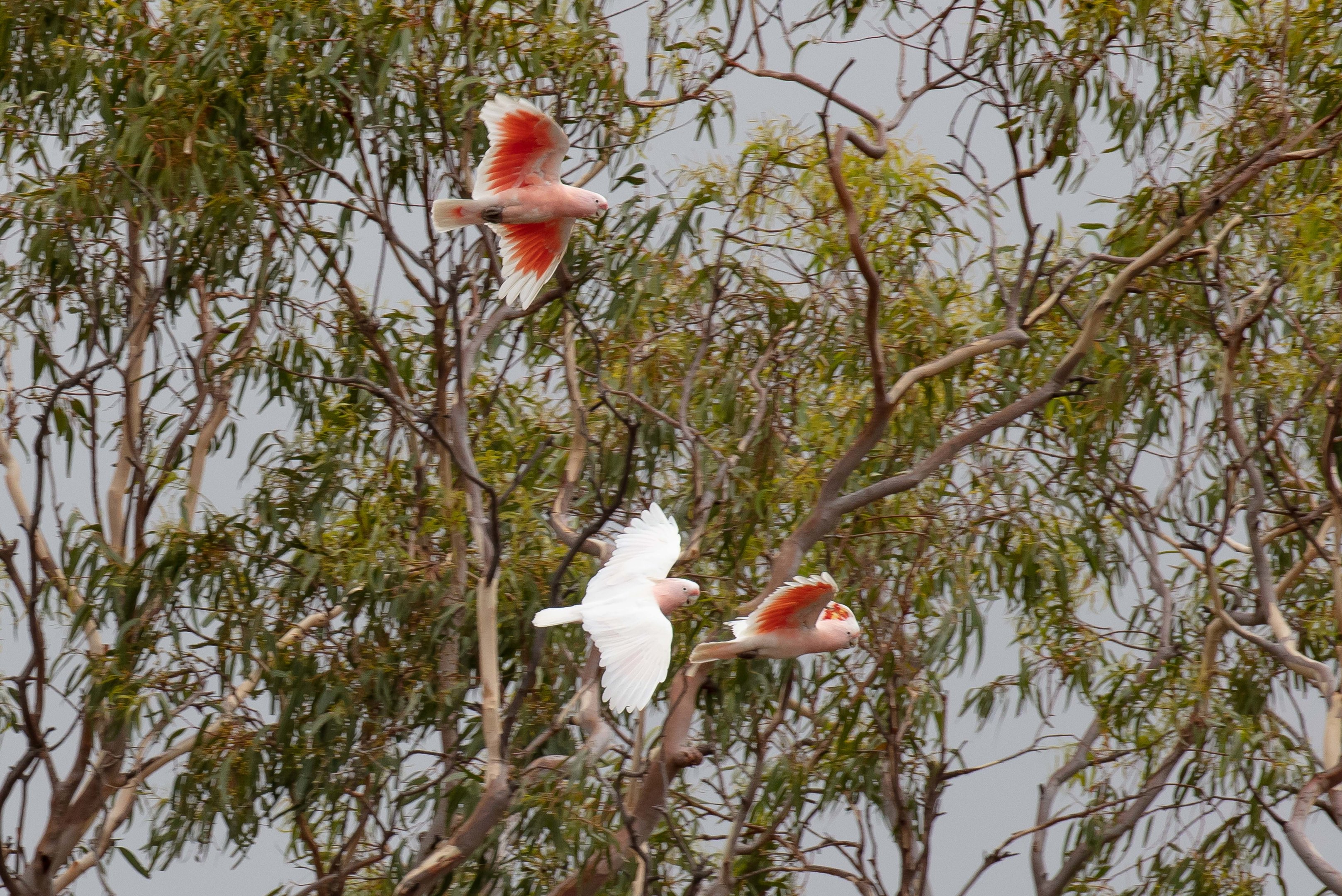 Major Mitchell Cockatoos