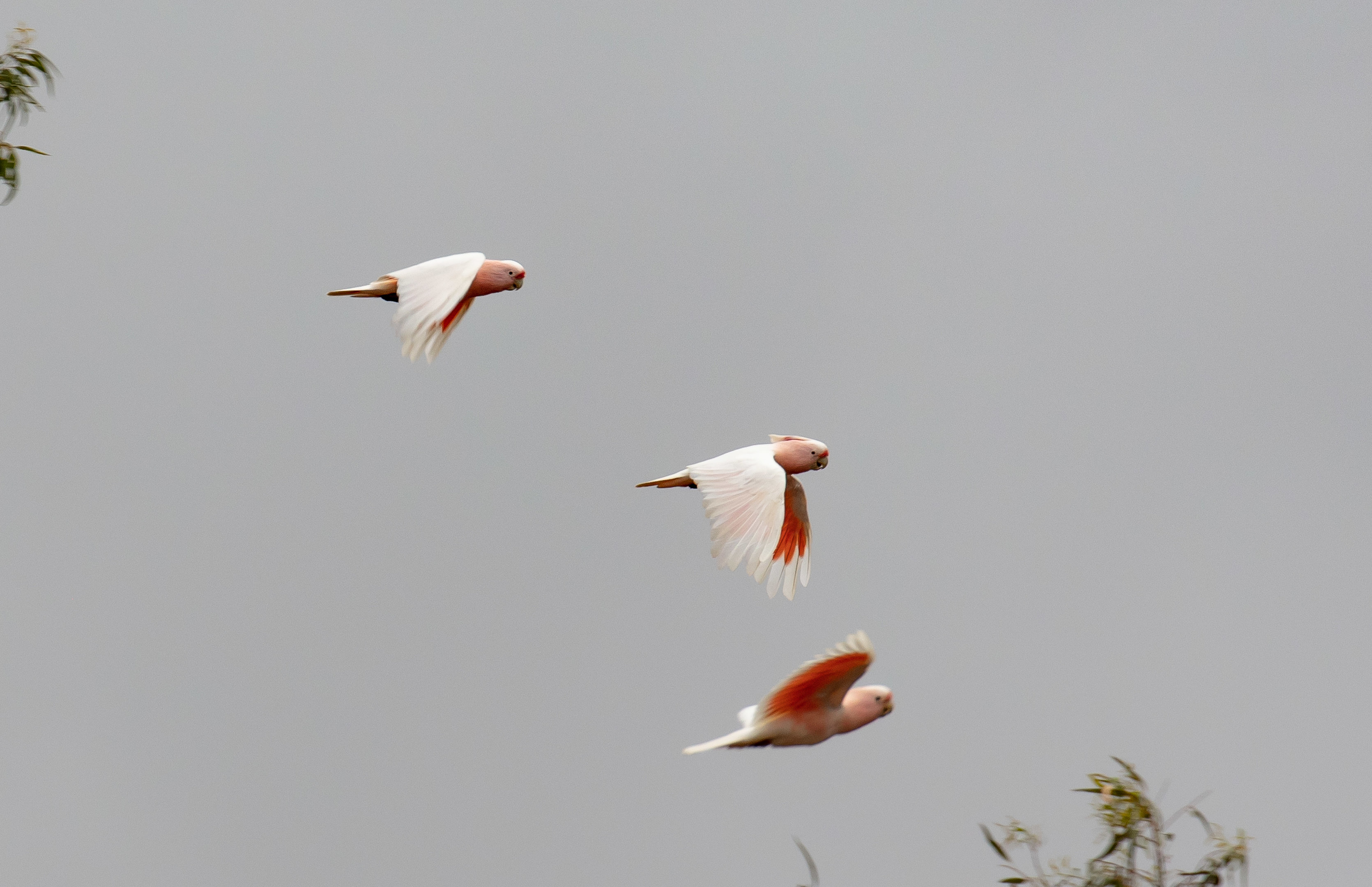 Major Mitchell Cockatoos