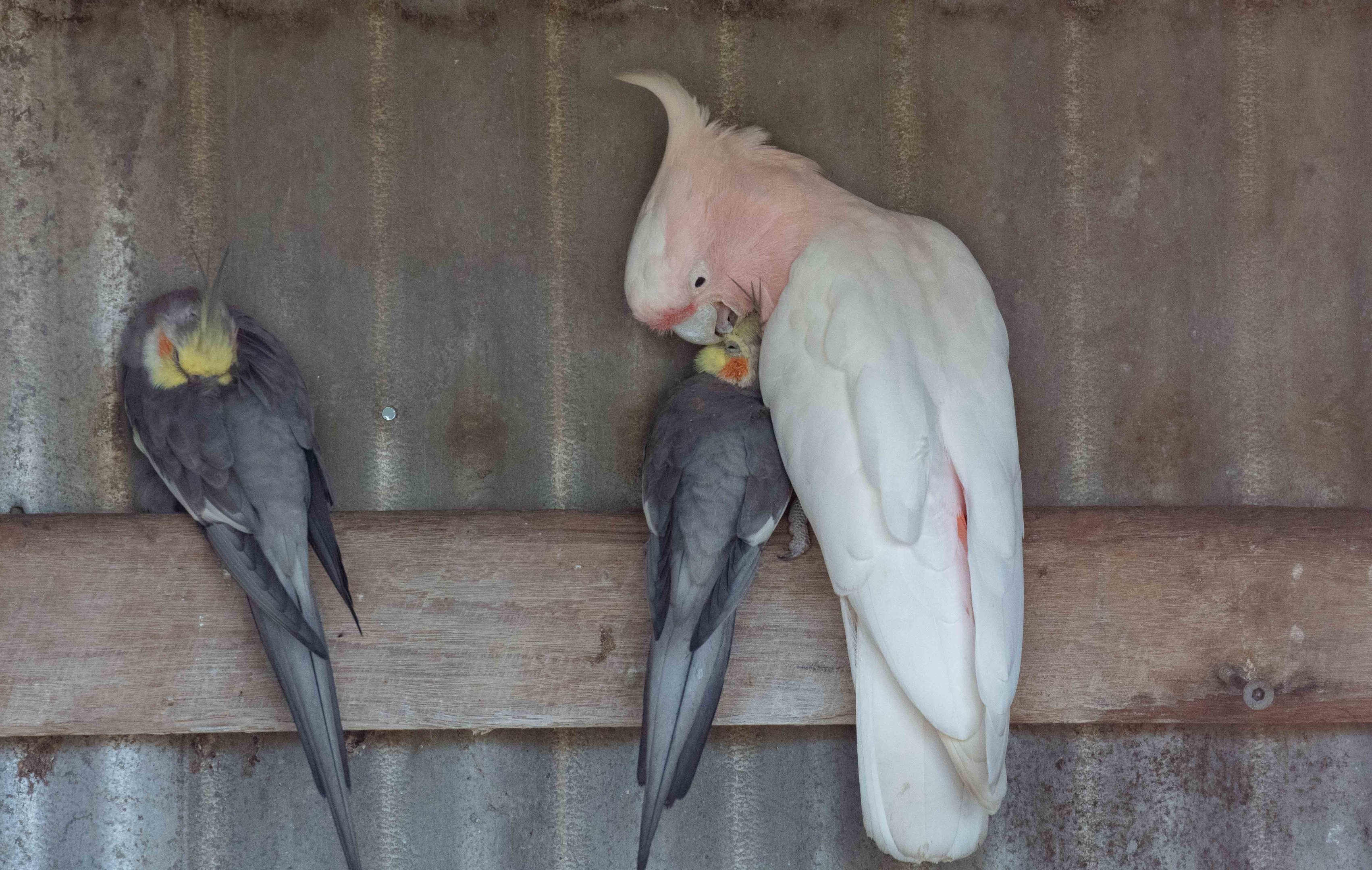 Major Mitchell preening a Cockatiel