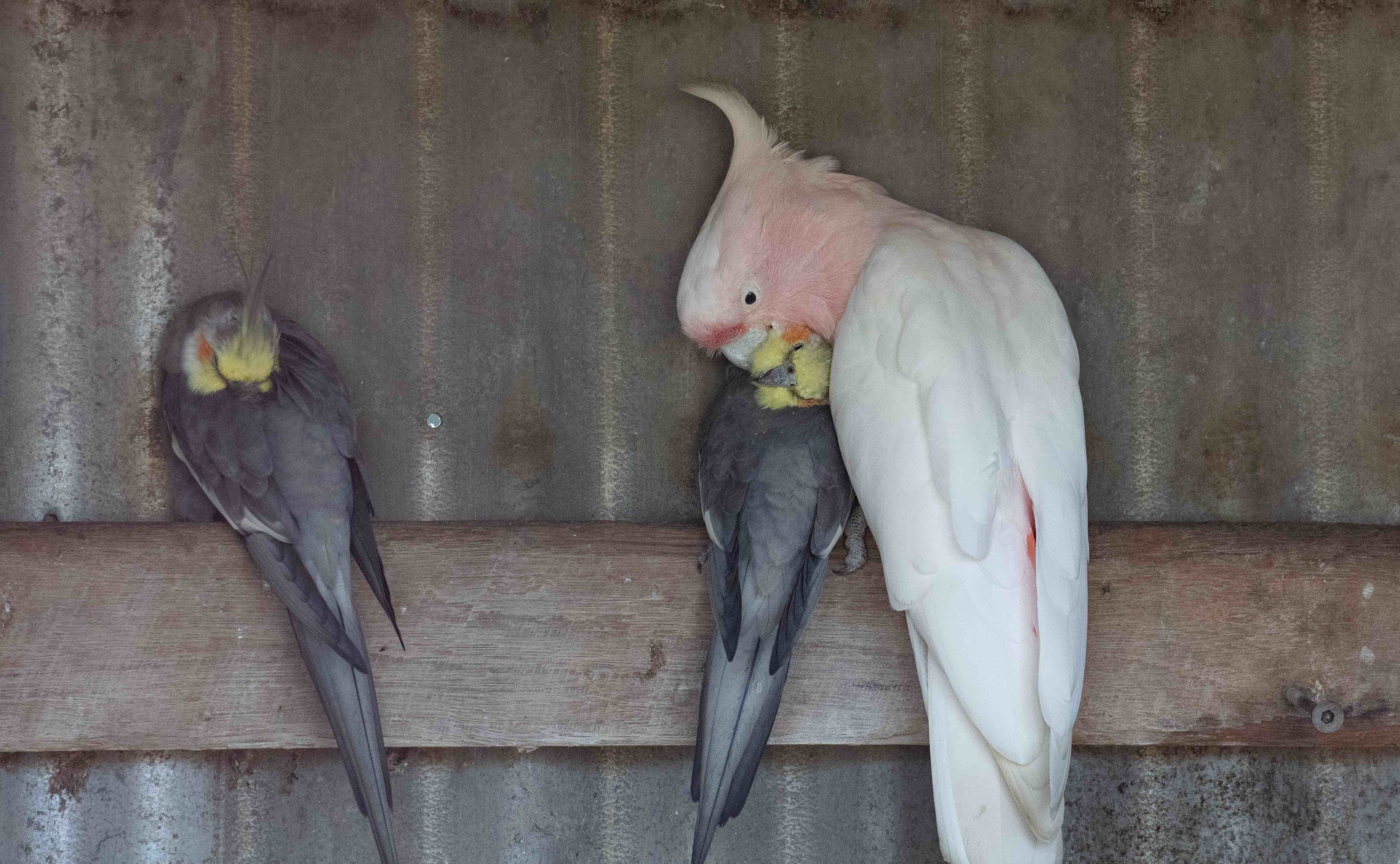 Major Mitchell preening a Cockatiel
