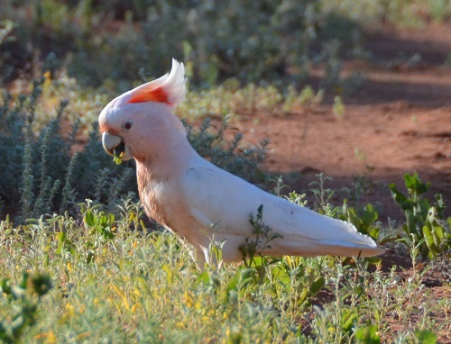 Major Mitchell's cockatoo 1