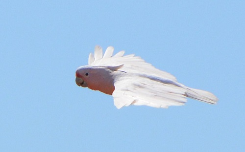 Major Mitchell's cockatoo 2