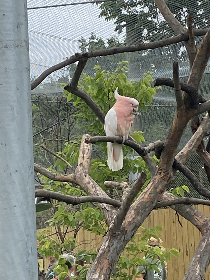 Major Mitchell’s Cockatoo - 7/25/2022
