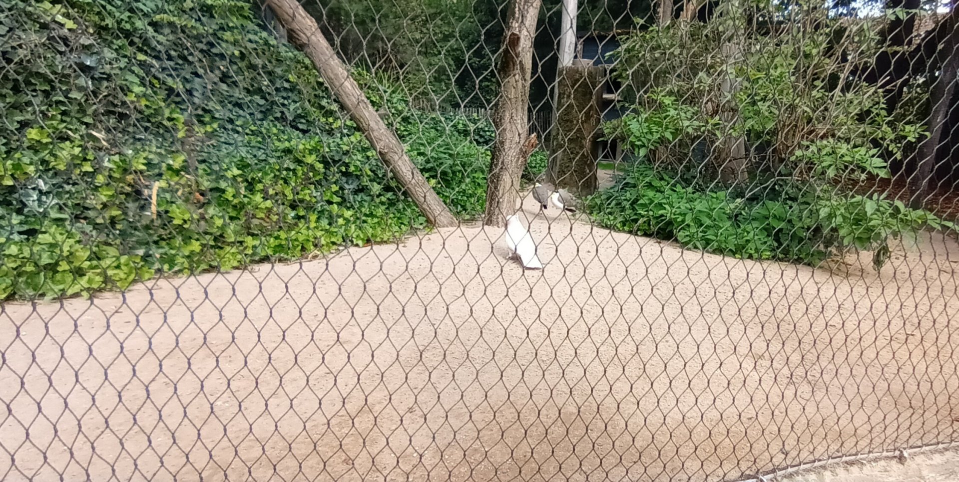 Major mitchells Cockatoo and Masked Lapwings