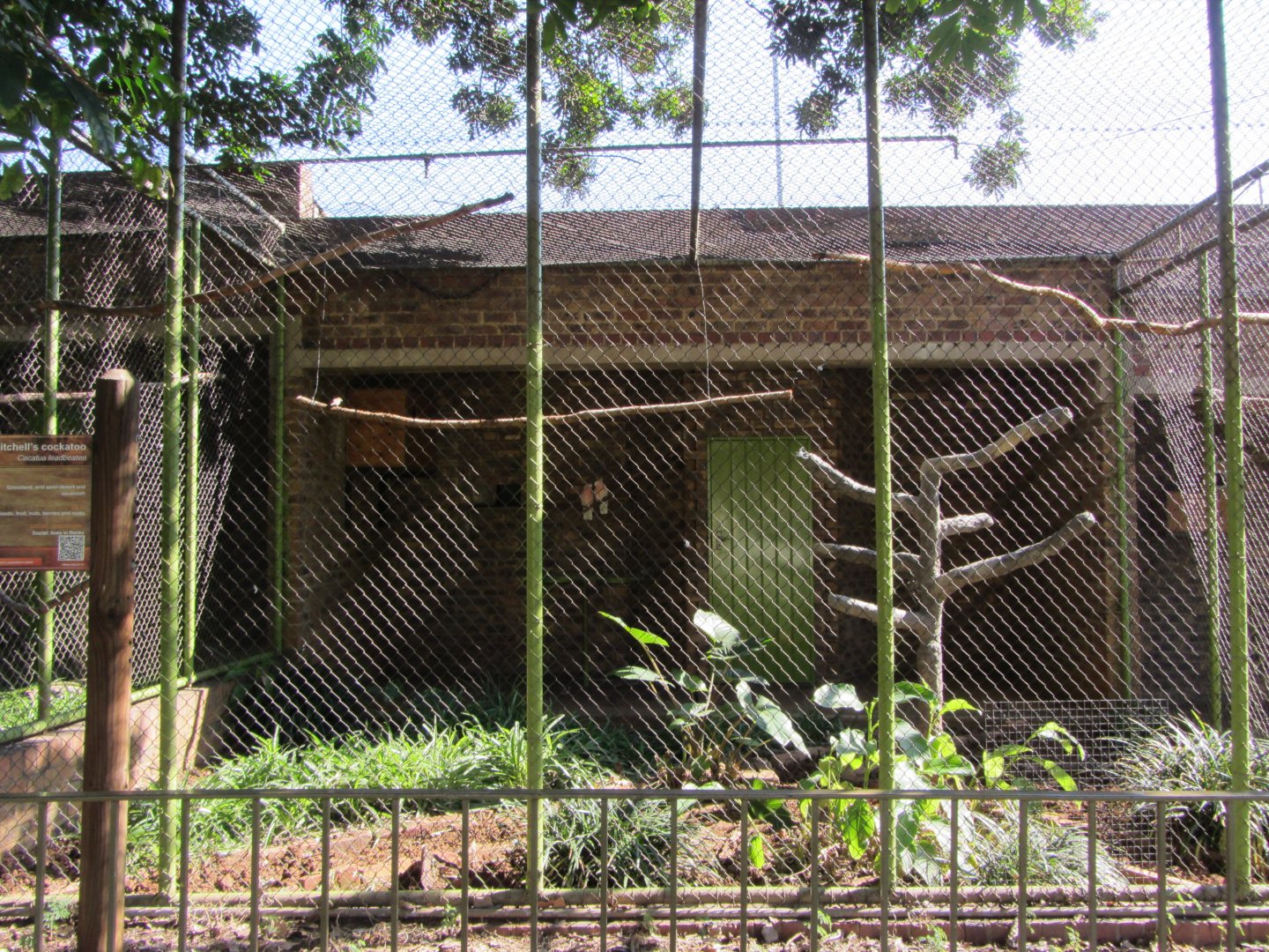 Major Mitchell's Cockatoo Aviary