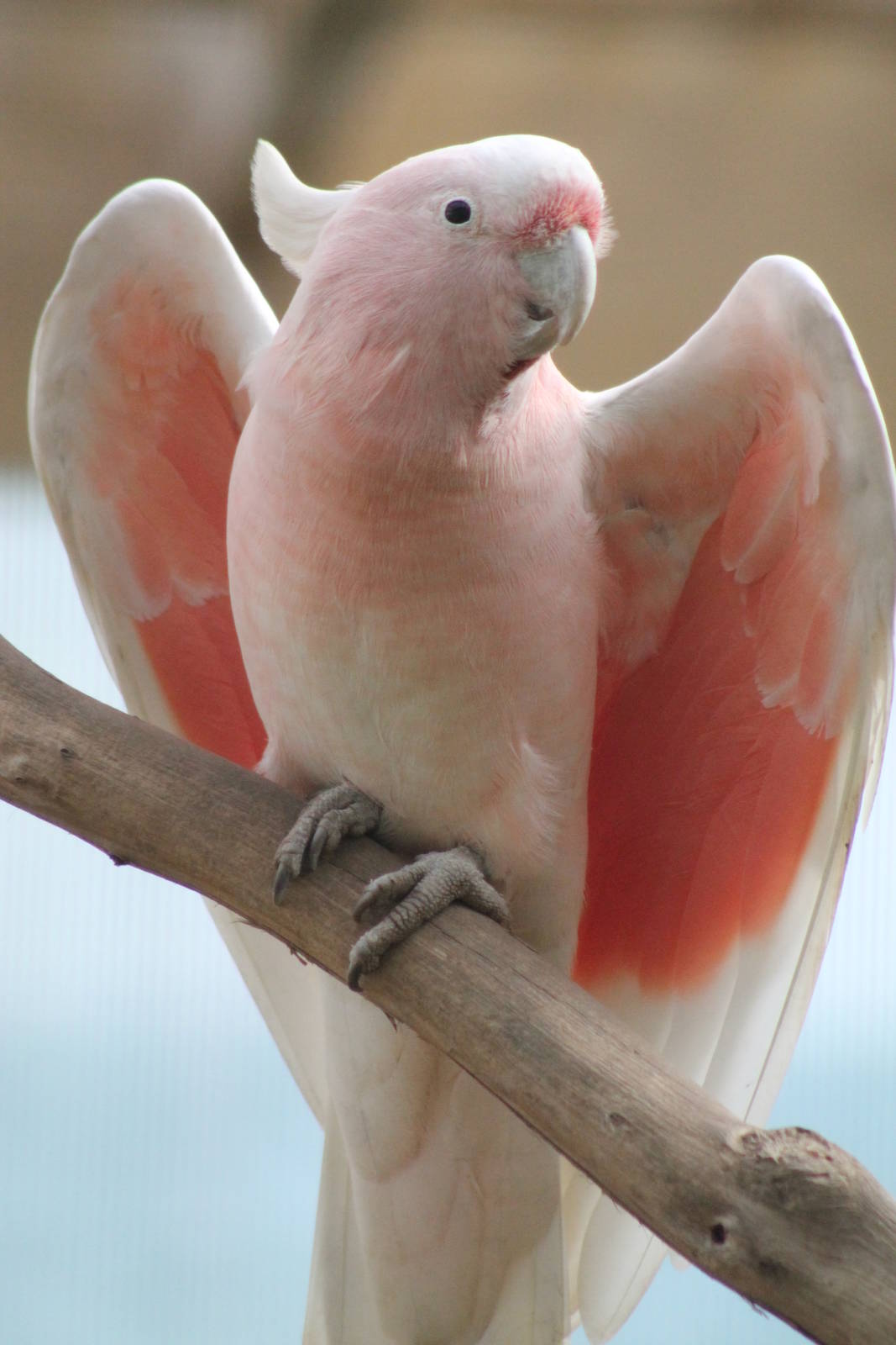 Major Mitchells cockatoo (Cacatua leadbeateri)