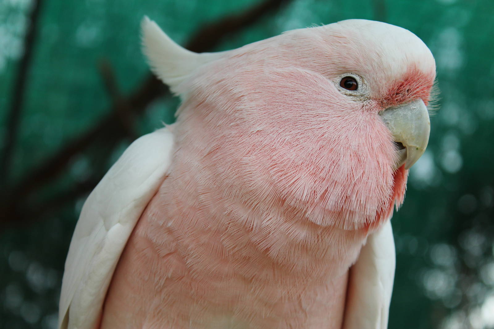 Major Mitchells cockatoo (Cacatua leadbeateri)